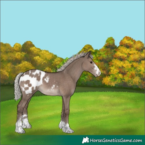 Horse Color:Silver Grullo Appaloosa 