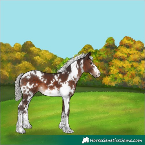 Horse Color:White Spotted Silver Brown 