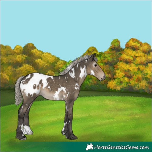 Horse Color:Gray White Spotted Silver Smoky Grullo Blanket 