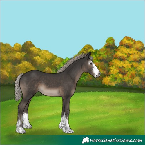 Horse Color:Gray Silver Black 