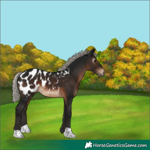 Horse Color:Gray Silver Brown Near Leopard 