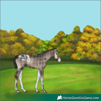 Horse Color:Plaid Blue Onyx Appaloosa