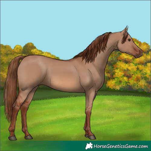 Horse Color:Red Dun