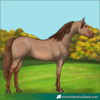 Horse Color:Red Dun 