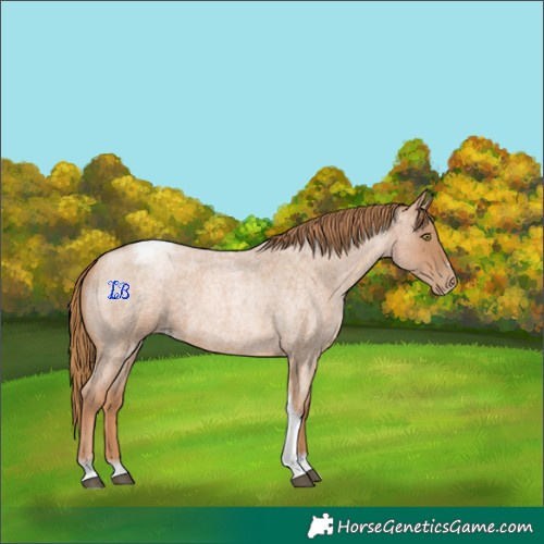 Horse Color:Red Roan Pearl Tobiano Frame 
