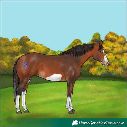 Horse Color:Bay Splash Frame