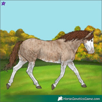 Horse Color:Red Dun Splash  and Red Dun Splash Rabicano 