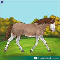 Horse Color:Red Dun Splash  and Red Dun Splash Rabicano 