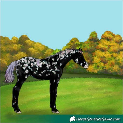 Horse Color:Nacre White Spotted Brown Onyx Sabino Rabicano 