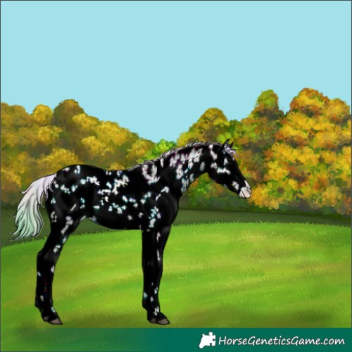 Horse Color:Nacre Watercolor White Spotted Blue Onyx Sabino 