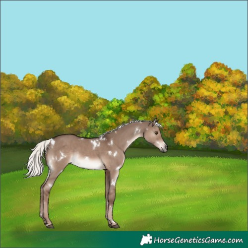 Horse Color:White Spotted Liver Red Dun Mushroom Rabicano 