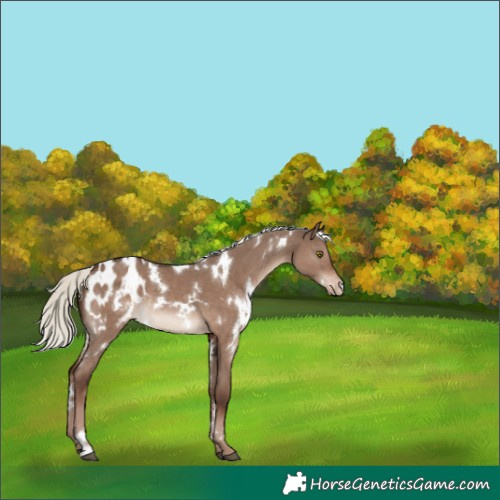 Horse Color:White Spotted Liver Red Dun Mushroom Blanket Rabicano 