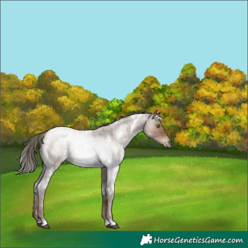 Horse Color:White Spotted Liver Red Dun Roan Mushroom Rabicano 