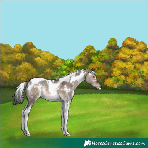 Horse Color:White Spotted Brown Dun Mushroom Tobiano Rabicano 