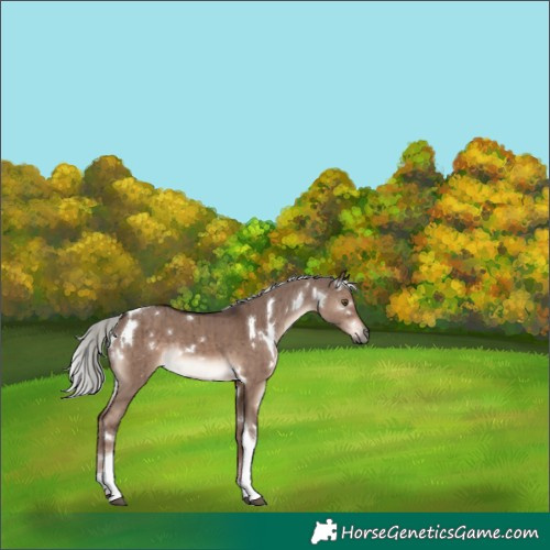 Horse Color:White Spotted Liver Red Dun Mushroom Tobiano Rabicano Brindle 