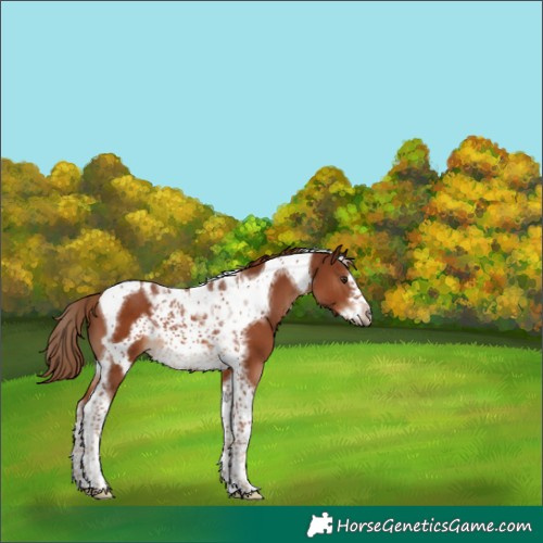 Horse Color:Chestnut Tobiano Frame 