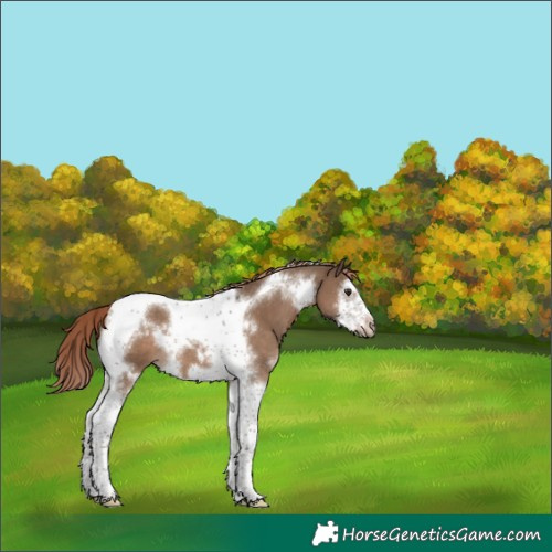 Horse Color:White Spotted Liver Red Dun Splash Tobiano Frame 