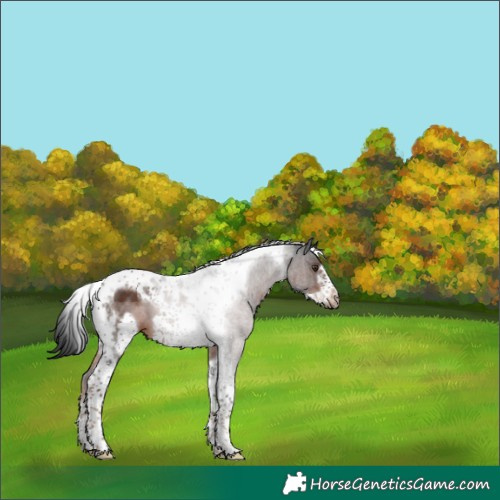 Horse Color:Liver Chestnut Tobiano Frame 