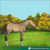 Horse Color:Buckskin Dun
