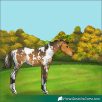 Horse Color:White Spotted Buckskin