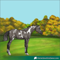 Horse Color:White Spotted Smoky Grullo