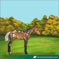Horse Color:White Spotted Silver Buckskin Rabicano 