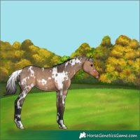 Horse Color:White Spotted Brown Dun 