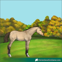 Horse Color:Buckskin Dun 