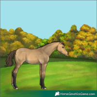 Horse Color:Buckskin Dun 