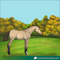 Horse Color:Buckskin Dun 
