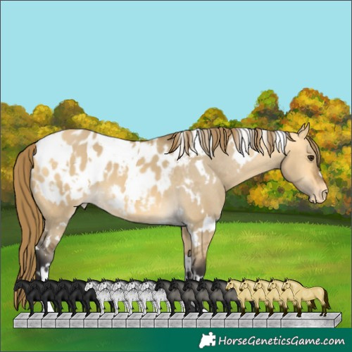 Horse Color:White Spotted Buckskin Dun Appaloosa 