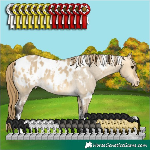 Horse Color:White Spotted Buckskin Dun Appaloosa 