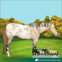 Horse Color:White Spotted Buckskin Dun Appaloosa 