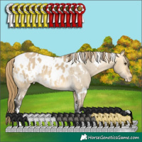 Horse Color:White Spotted Buckskin Dun Appaloosa 