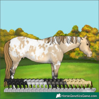 Horse Color:White Spotted Buckskin Dun Appaloosa