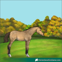 Horse Color:Buckskin Dun 