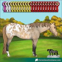 Horse Color:Buckskin Dun Appaloosa