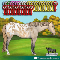 Horse Color:Buckskin Dun Appaloosa 