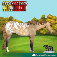 Horse Color:Buckskin Dun Appaloosa