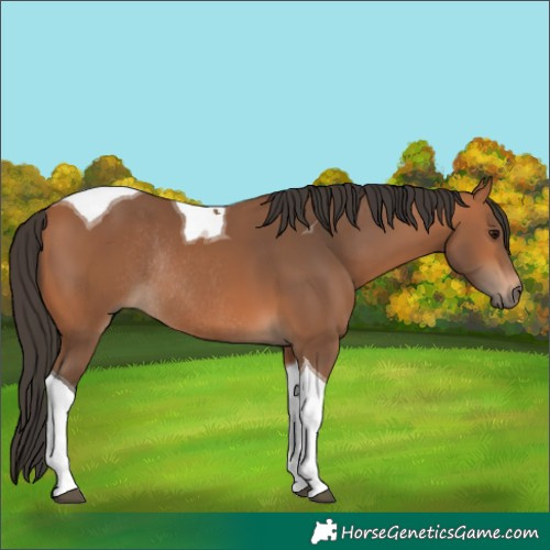 Horse Color:Bay Tobiano Rabicano 
