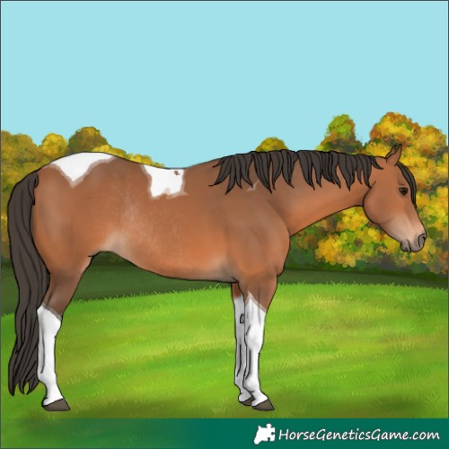 Horse Color:Bay Tobiano Rabicano 
