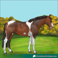 Horse Color:Bay Tobiano Frame 