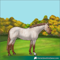 Horse Color:Red Dun Roan 