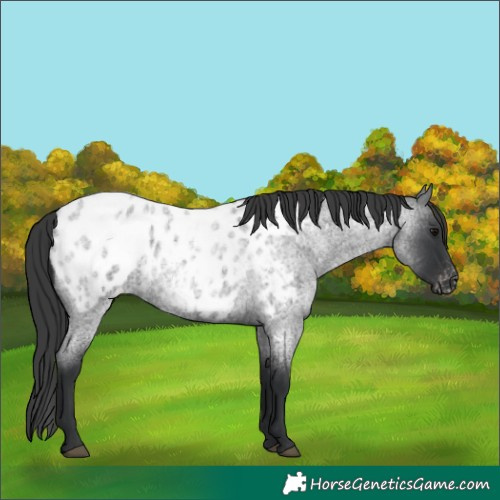 Horse Color:Blue Roan Blanket 