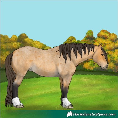 Horse Color:Buckskin Roan 