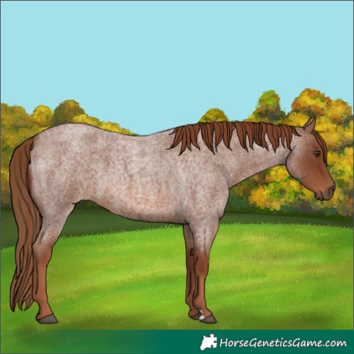 Horse Color:Red Roan 