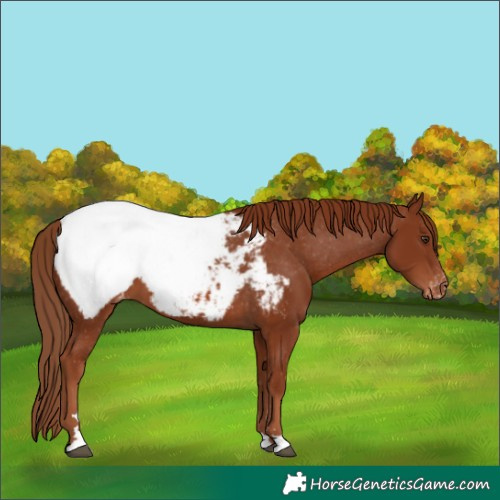 Horse Color:Chestnut Snowcap 