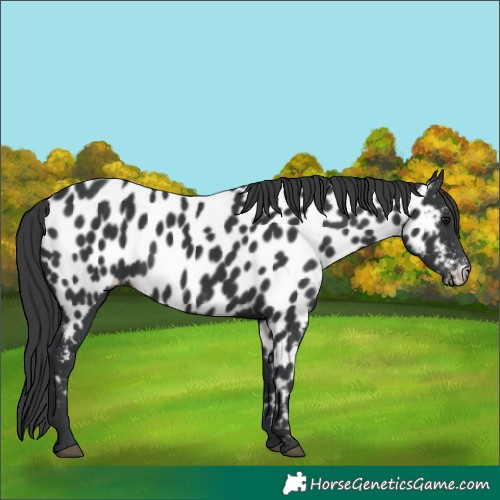 Horse Color:Black Near Leopard 