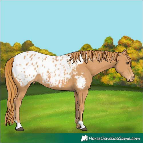 Horse Color:Chestnut Blanket 