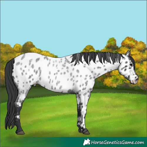 Horse Color:Blue Roan Near Leopard 